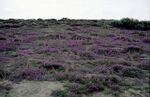 Heathland on Headon Warren - geograph.org.uk - 1549072.jpg