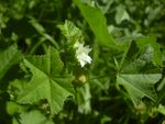 Malva parviflora small.jpg