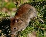 Myodes rutilus (cropped).jpeg