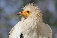 Neophron percnopterus Cologne Zoo.jpg