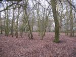 Oxleas Wood - geograph.org.uk - 1134186.jpg
