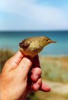 Paddyfied warbler inhand blacksea.jpg