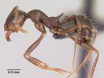 Pheidole rhea casent0000227 profile 1.jpg