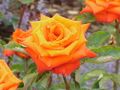 Rosa sp.230.jpg