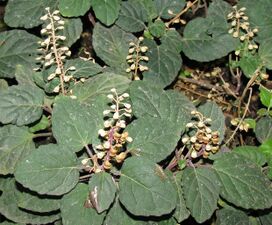 Scutellaria aurata.JPG