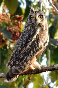 Short-eared owl (Asio flammeus) Photograph By Shantanu Kuveskar.jpg