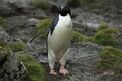 Adélie Penguin (5917118757).jpg