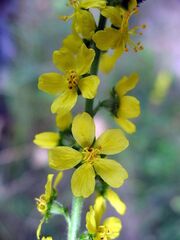 Agrimonia eupatoria 04.jpg