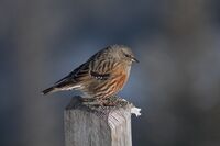 Alpenbraunelle (Prunella collaris).jpg