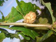 Andricus fecundator 01.JPG