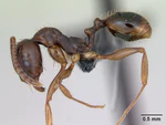 Aphaenogaster subterranea casent0173580 profile 1.jpg