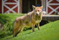 Beautiful Coyote - 8716293591.jpg
