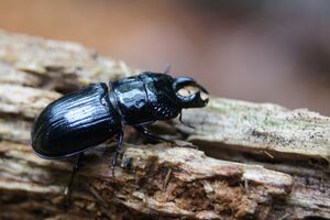 Ceruchus chrysomelinus