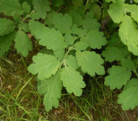 Chelidonium majus 2 ies.jpg