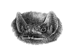 Coleura seychellensis.png