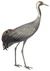 Cuvier-72-Grue cendrée.jpg