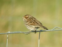 Emberiza pusilla Harrington Burn 5.jpg