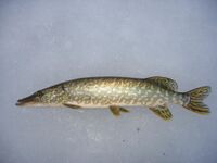 Esox on snow.jpg