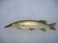 Esox on snow.jpg