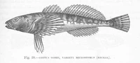 FMIB 47988 Cottus gorio, variety Microstomus (Heckel).jpeg