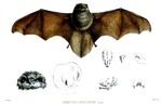 FuripterusCaerulescensFord.jpg