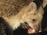Hemiechinus auritus or Long-eared Hedgehog, Trans-Altai Gobi,Ömnögovi Province, South Mongolia.JPG