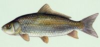 Ictiobus cyprinellus.jpg