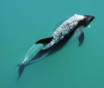 Lagenorhynchus australis.jpg