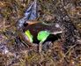 Mantella pulchra02.jpg