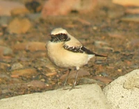 Oenanthe deserti1.jpg