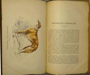Priroda i okhota ezhemesjachnyj illjustrirovannyj zhurnal 1878 g s 1 r (3).jpg