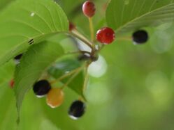 Prunus sargentii, fruit 01.jpg
