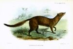 Smit.m.rhinogale.melleri.jpg