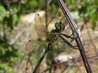 Somatochlora meridionalis (6).jpg