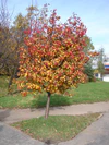 Sorbus intermedia drzewo.JPG