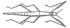 Stick insect line diagram.png
