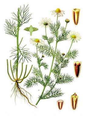 Tripleurospermum inodorum - Köhler–s Medizinal-Pflanzen-178.jpg