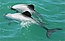 Two Maui's dolphins.jpg