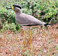 Vanellus malabaricus.jpg