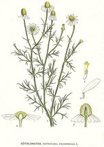 12 Matricaria chamomilla.jpg