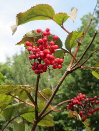 20170715Sambucus racemosa4.jpg