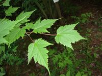 Acer barbinerve Viitavaahtera C DSC03490.JPG