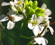 Alliaria petiolata ENBLA07.jpg