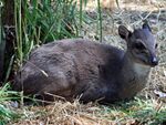 Blue Duiker.jpg