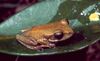 Boophis rhodoscelis01.jpg