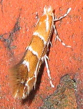 Cameraria ohridella 8413.jpg