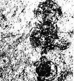 Cephalomyrmex rotundatus female fossil.jpg