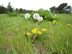 DandelionTatebayashiJapan.JPG