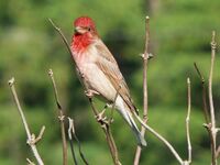 Dziwonia(Carpodacus erythrinus)cropped.jpg