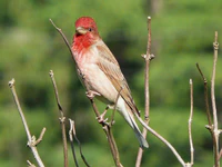 Dziwonia(Carpodacus erythrinus)cropped.jpg